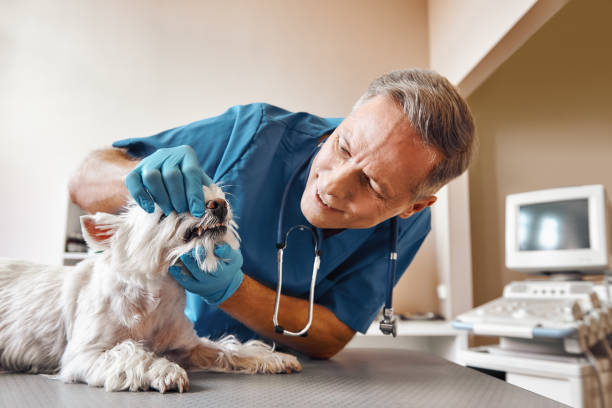 Best Pediatric Emergency Dentist in Moravian Falls, NC